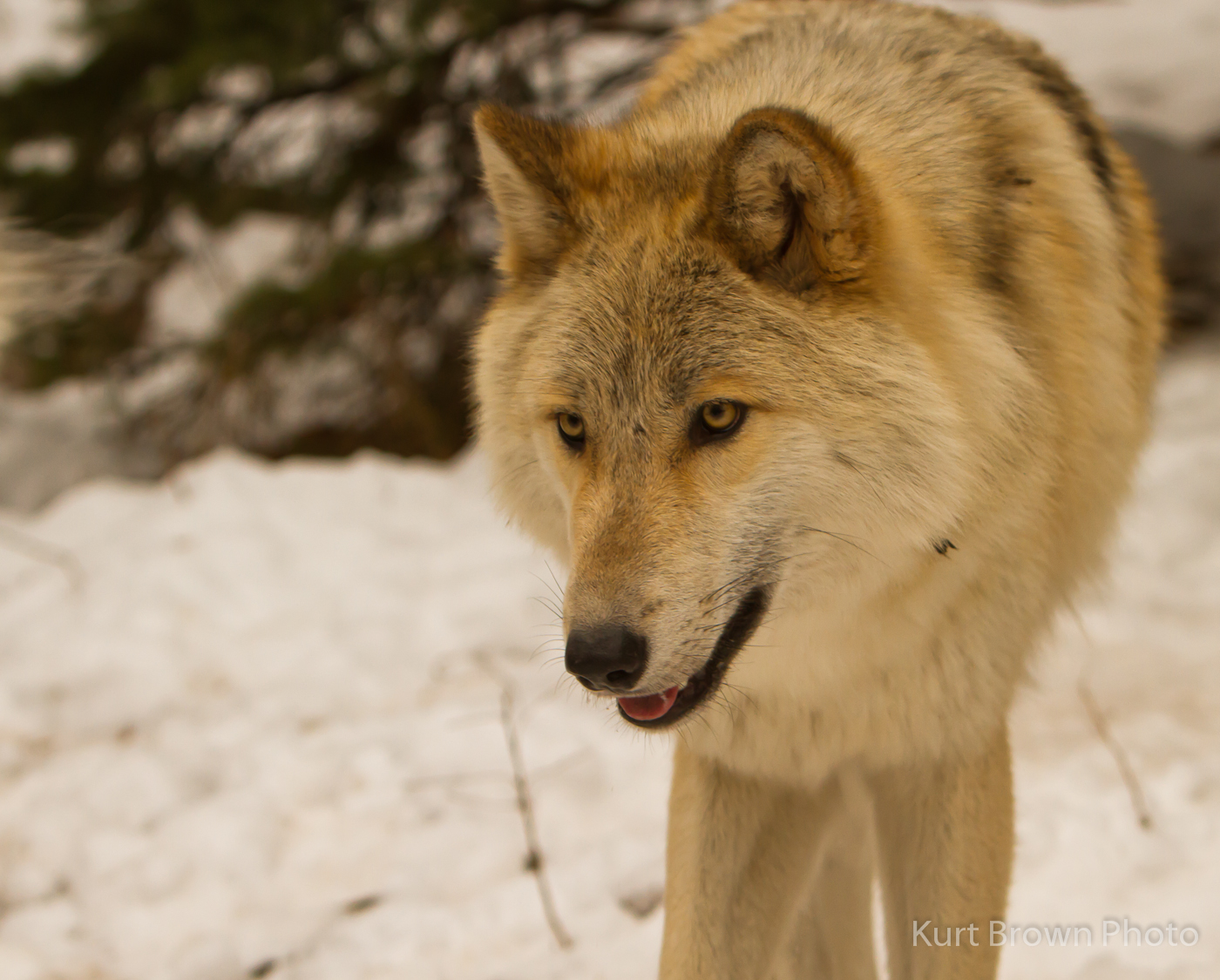 Wolf-0425.jpg